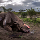 Image: Brent Stirton